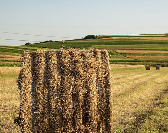 Grains, Cereals & Legumes Trading